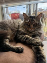 Lost Male Cat last seen Near 55th and Wetmore Ave, Everett, WA 98203