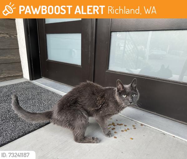 Found/Stray Female Cat last seen Hains near river walking paths, Richland, WA 99352
