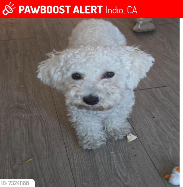 Lost Female Dog last seen Date Ave, Indio, CA 92201
