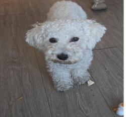 Lost Female Dog last seen Date Ave, Indio, CA 92201