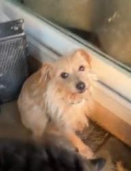 Reunited Male Dog last seen Cooley, East Palo Alto, CA 94303