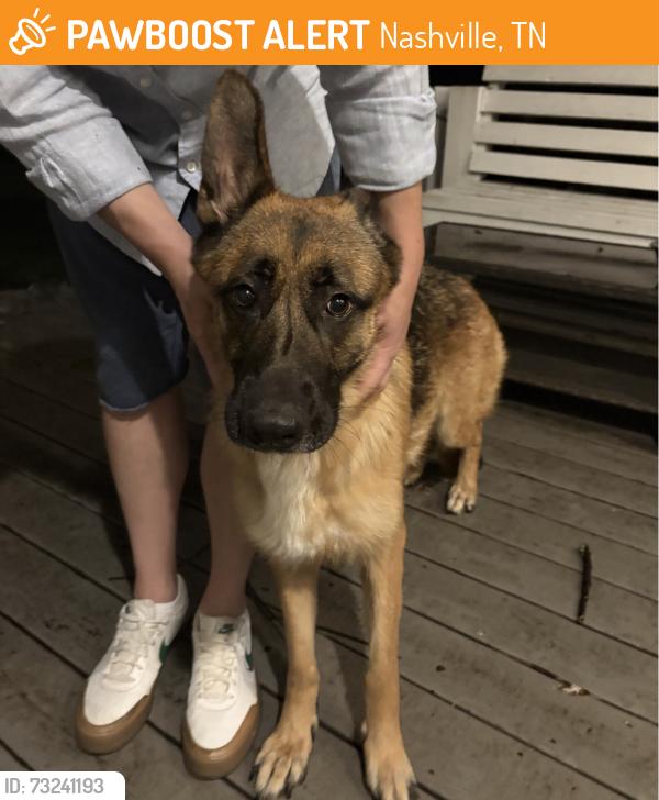 Found/Stray Female Dog last seen McFerrin Avenue/Petway Avenue, East Nashville, Nashville, TN 37206