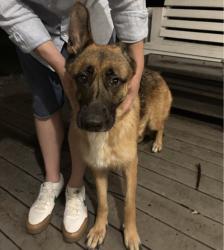 Found/Stray Female Dog last seen McFerrin Avenue/Petway Avenue, East Nashville, Nashville, TN 37206
