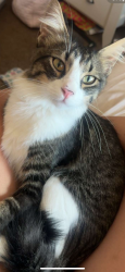 Found/Stray Male Cat last seen Ellingham street, San Diego, CA 92129