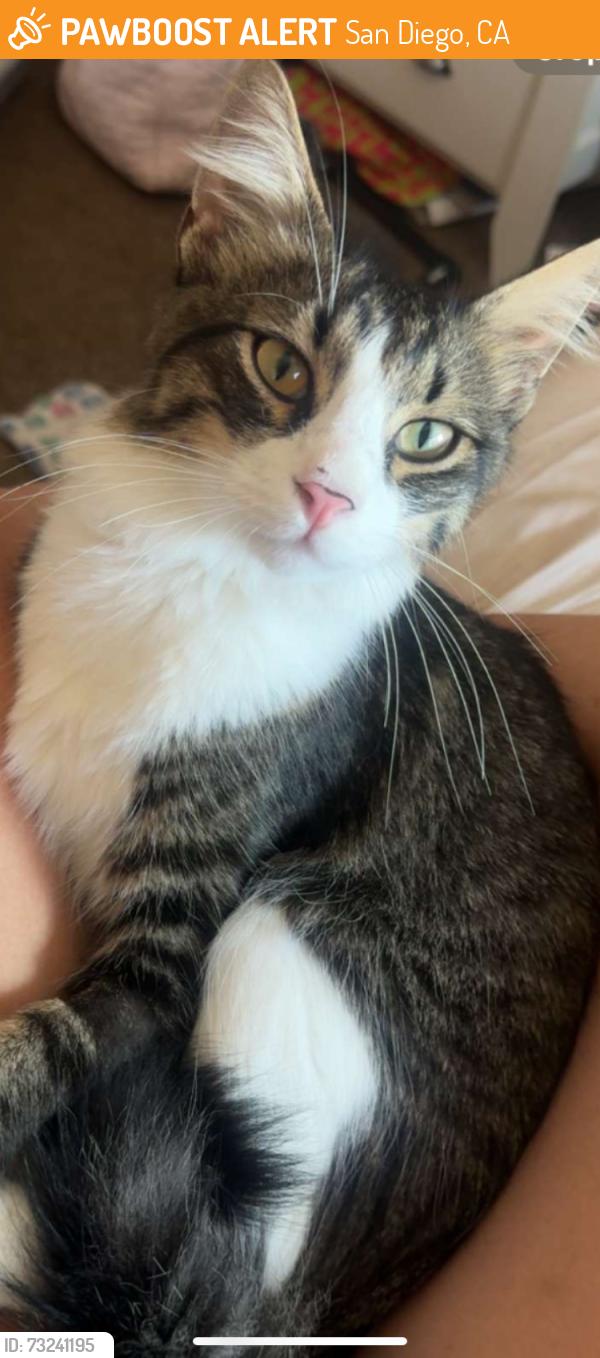 Found/Stray Male Cat last seen Ellingham street, San Diego, CA 92129