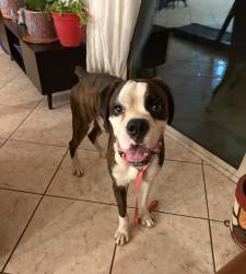 Found/Stray Male Dog last seen 67th Ave and Indian school, Phoenix, AZ 85033