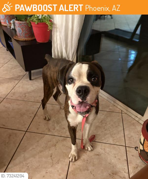 Found/Stray Male Dog last seen 67th Ave and Indian school, Phoenix, AZ 85033