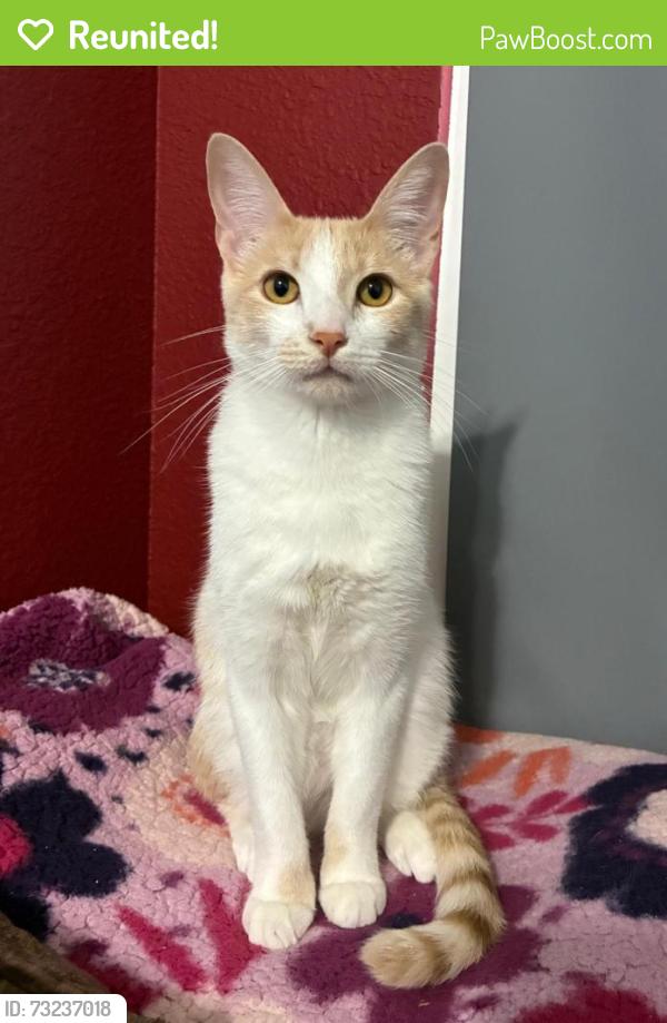 Reunited Male Cat last seen Bigleaf and Red Spurce, Little Elm, TX 75068