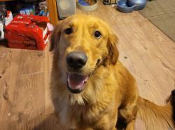 Lost Female Dog last seen Wind River /291, Spokane, WA 99208