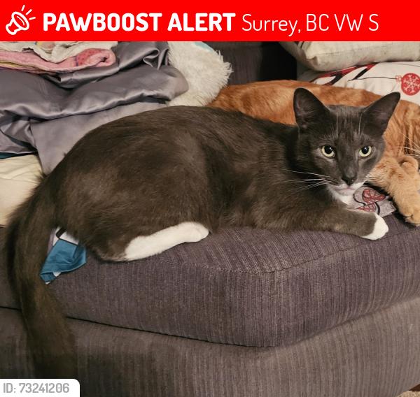 Lost Male Cat last seen Near 142 st, Surrey, BC V3W 9S2