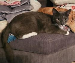 Lost Male Cat last seen Near 142 st, Surrey, BC V3W 9S2