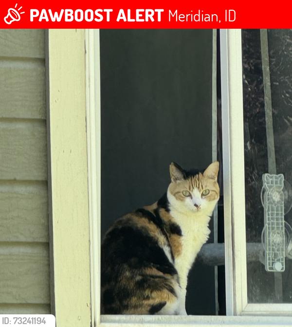 Lost Female Cat last seen Sawtooth middle school, Meridian, ID 83646