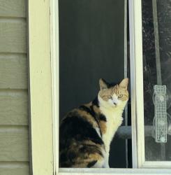 Lost Female Cat last seen Sawtooth middle school, Meridian, ID 83646