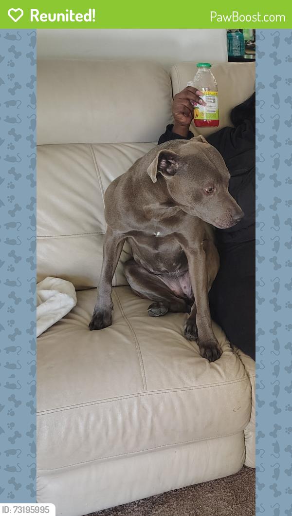 Reunited Female Dog last seen Schoolcraft, Detroit, MI 48238