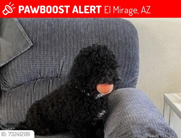Lost Male Dog last seen El mirage and cactus, El Mirage, AZ 85335