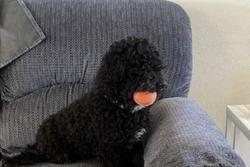 Lost Male Dog last seen El mirage and cactus, El Mirage, AZ 85335