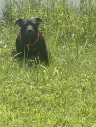 Lost Male Dog last seen Sanford lake Monroe, Sanford, FL 32771