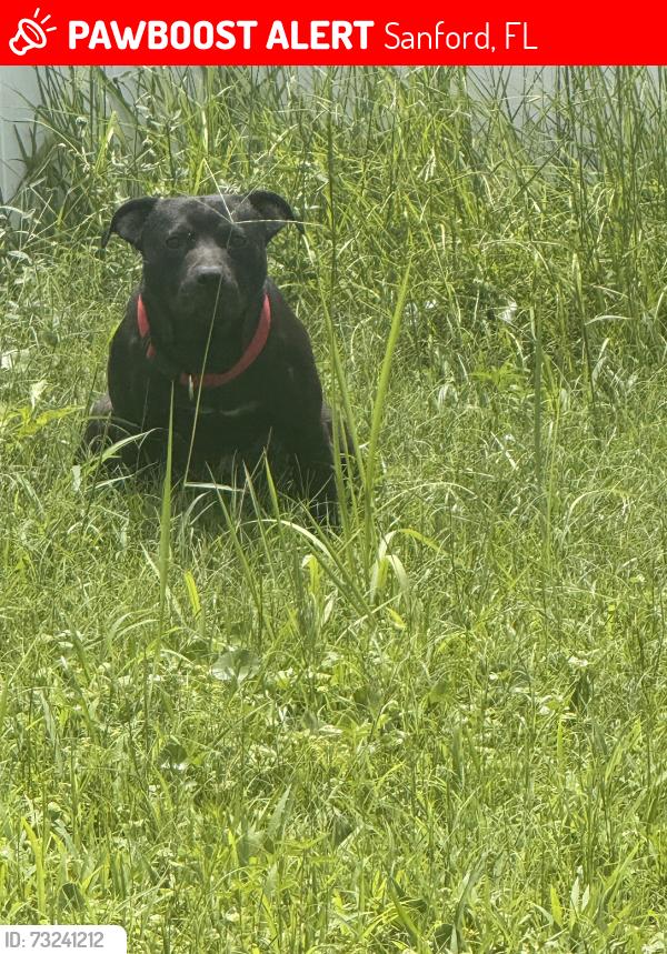 Lost Male Dog last seen Sanford lake Monroe, Sanford, FL 32771