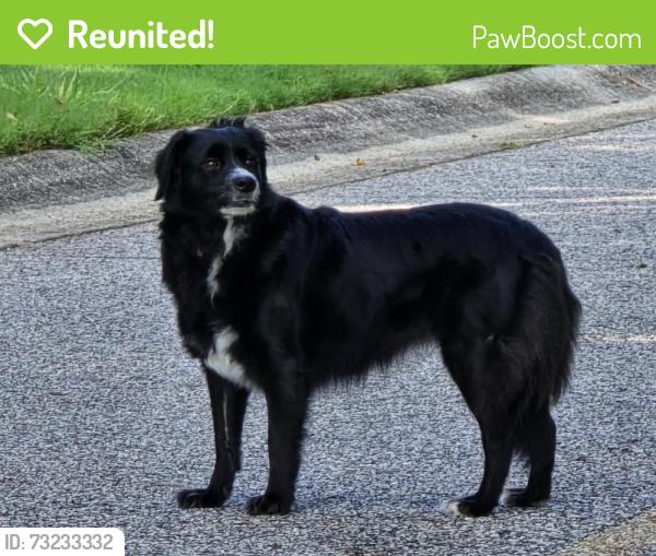 Reunited Unknown Dog last seen Crest Club Dr & W. Castle View Dr, Braselton, GA 30517