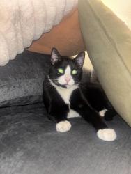 Found/Stray Male Cat last seen Whitewater Park apmts, Boise, ID 83702