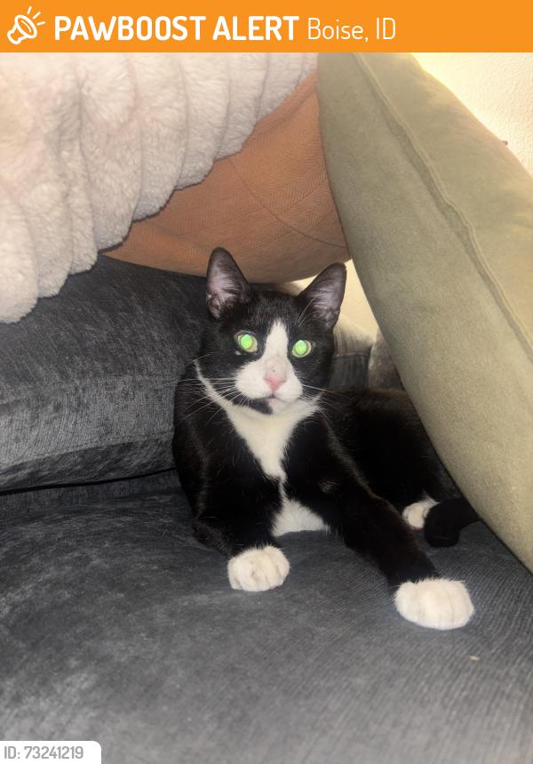 Found/Stray Male Cat last seen Whitewater Park apmts, Boise, ID 83702
