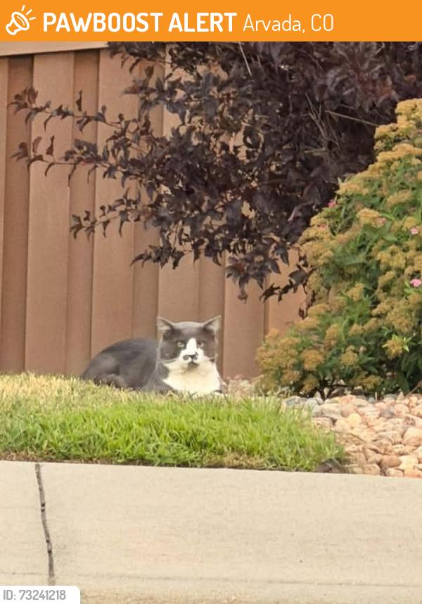 Found/Stray Unknown Cat last seen Quaker and Westwood circle. Across the street from the golf range, Arvada, CO 80007