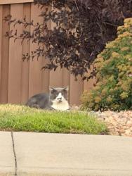 Found/Stray Unknown Cat last seen Quaker and Westwood circle. Across the street from the golf range, Arvada, CO 80007