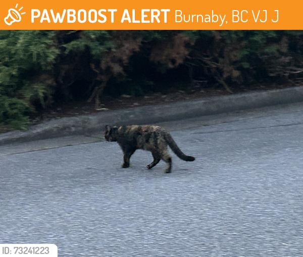 Found/Stray Unknown Cat last seen Rathburn and North road, Burnaby, BC V3J 7J4