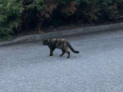 Found/Stray Unknown Cat last seen Rathburn and North road, Burnaby, BC V3J 7J4