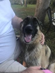 Lost Male Cat last seen Haverhill and Belvedere, West Palm Beach, FL 33407