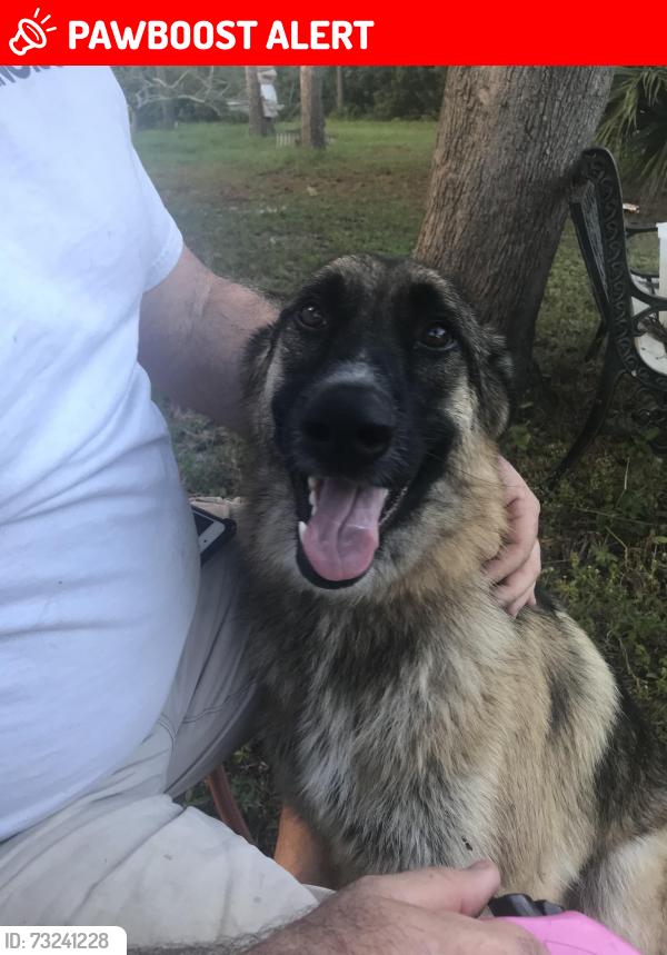 Lost Male Cat last seen Haverhill and Belvedere, West Palm Beach, FL 33407