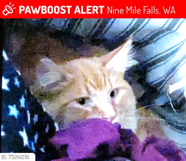 Lost Male Cat last seen Corner of Sagewood and Tamarac Ln, Nine Mile Falls, WA 99026