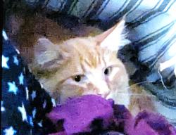 Lost Male Cat last seen Corner of Sagewood and Tamarac Ln, Nine Mile Falls, WA 99026
