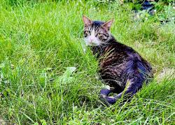 Lost Male Cat last seen Northdale Blvd and 121st AVE NW, Coon Rapids, MN, Coon Rapids, MN 55448