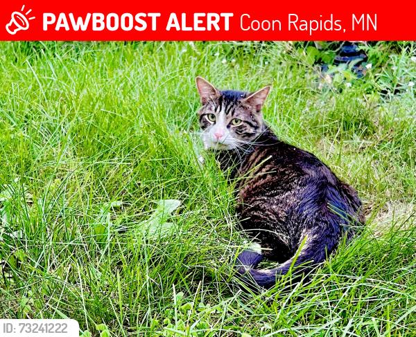 Lost Male Cat last seen Northdale Blvd and 121st AVE NW, Coon Rapids, MN, Coon Rapids, MN 55448