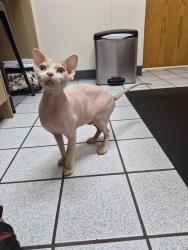 Reunited Male Cat last seen Behind the ross/best buy parking lot, Puyallup, WA 98373