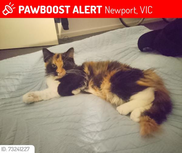 Lost Female Cat last seen Sacred primary school,, Newport, VIC 3015