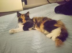 Lost Female Cat last seen Sacred primary school,, Newport, VIC 3015