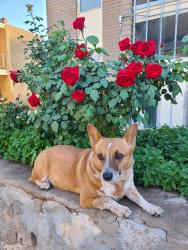 Lost Female Dog last seen Kiely Road, DSs Office, Steel Road, Vinton, TX 79821