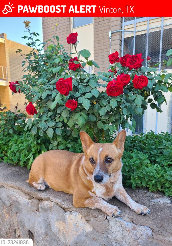 Lost Female Dog last seen Kiely Road, DSs Office, Steel Road, Vinton, TX 79821