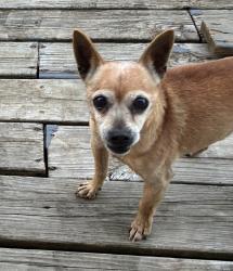 Reunited Male Dog last seen Cricklewood drive, Lexington, KY 40505