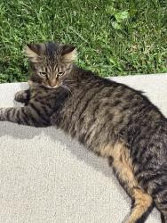 Found/Stray Male Cat last seen Across the street from the Tolbert hse., Cincinnati, OH 45206