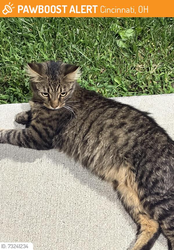 Found/Stray Male Cat last seen Across the street from the Tolbert hse., Cincinnati, OH 45206