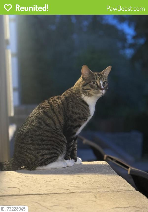 Reunited Male Cat last seen Woodland Ave & 100th St, Puyallup, WA 98373