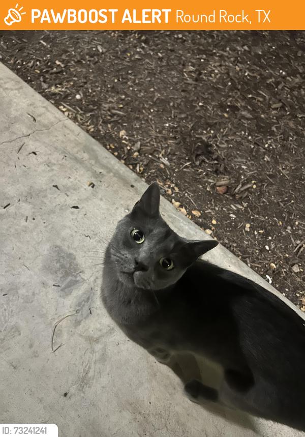 Found/Stray Unknown Cat last seen Hanging around people’s door, Round Rock, TX 78664
