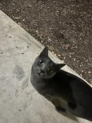 Found/Stray Unknown Cat last seen Hanging around people’s door, Round Rock, TX 78664