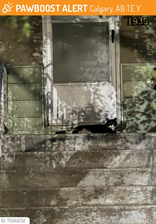 Found/Stray Unknown Cat last seen Mcdonalds 3611 17 Ave SW, Calgary, AB, T3EOB9, Calgary, AB T3E 2Y8