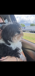 Lost Female Dog last seen Vine street, Cincinnati, OH 45220