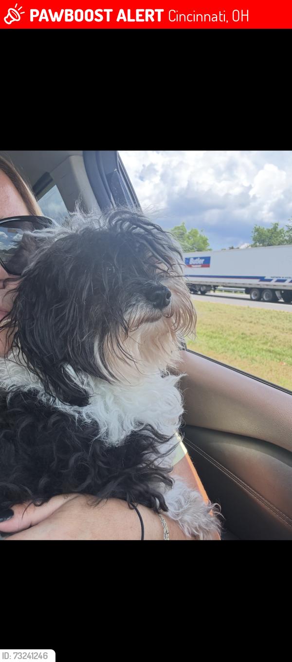 Lost Female Dog last seen Vine street, Cincinnati, OH 45220