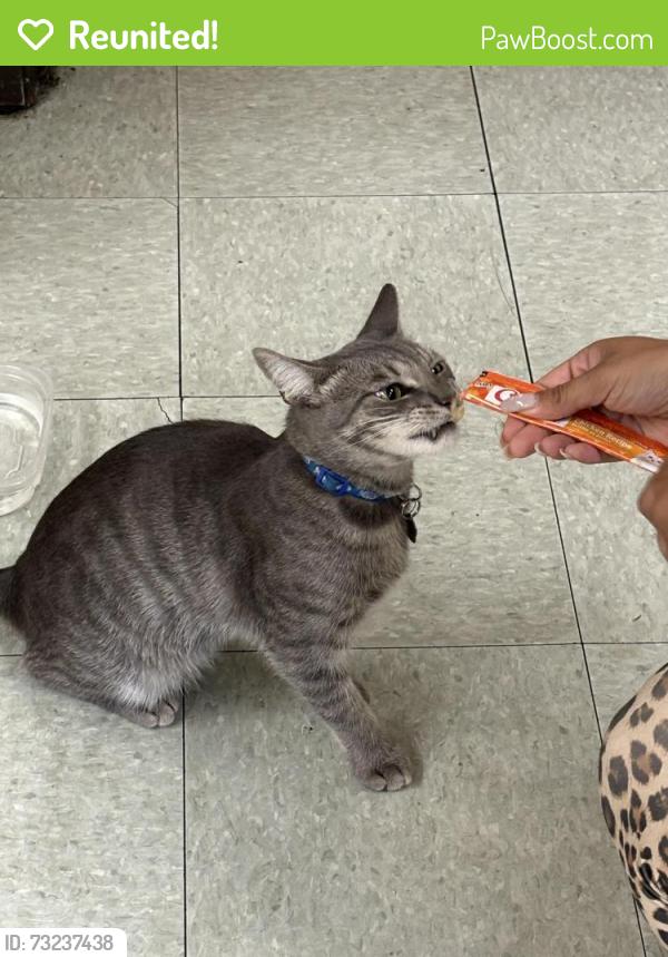 Reunited Male Cat last seen Los Angeles Elementary on Pico Blvd & Hobart Blvd, Los Angeles, CA 90006